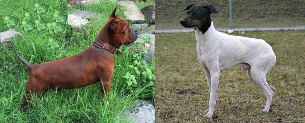 Japanese Terrier vs Chinese Chongqing Dog - Breed Comparison