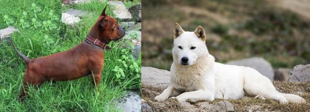 Jindo vs Chinese Chongqing Dog - Breed Comparison
