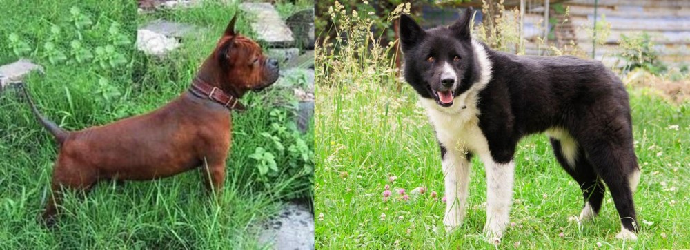 Karelian Bear Dog vs Chinese Chongqing Dog - Breed Comparison