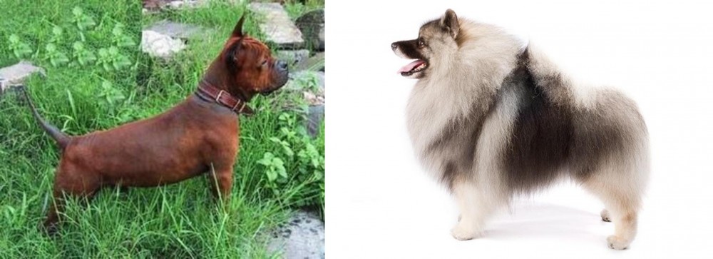 Keeshond vs Chinese Chongqing Dog - Breed Comparison