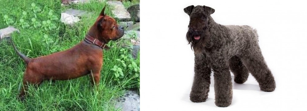 Kerry Blue Terrier vs Chinese Chongqing Dog - Breed Comparison