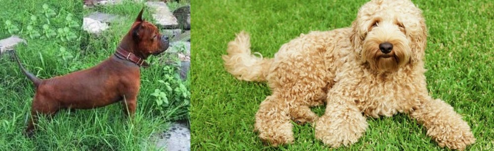 Labradoodle vs Chinese Chongqing Dog - Breed Comparison