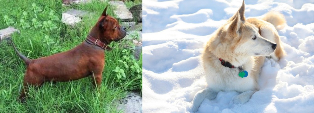 Labrador Husky vs Chinese Chongqing Dog - Breed Comparison