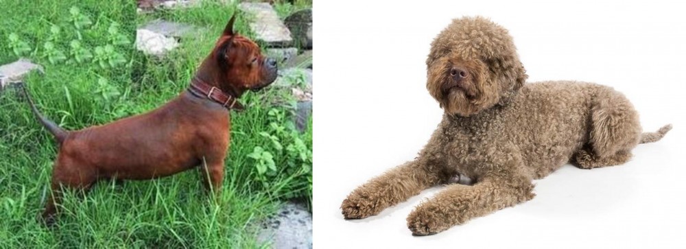 Lagotto Romagnolo vs Chinese Chongqing Dog - Breed Comparison