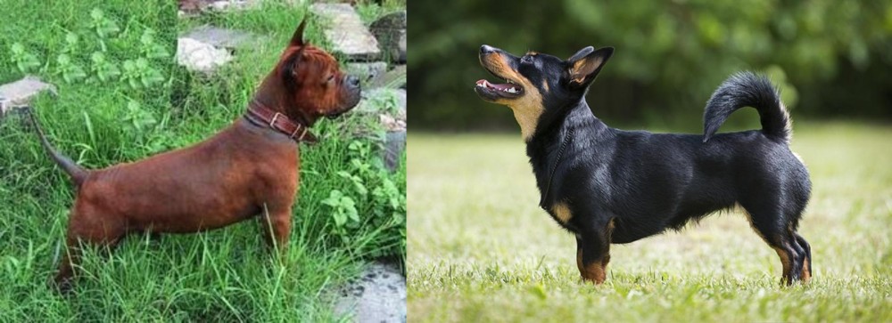 Lancashire Heeler vs Chinese Chongqing Dog - Breed Comparison