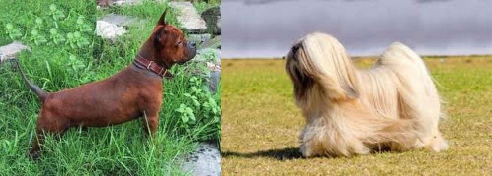 Lhasa Apso vs Chinese Chongqing Dog - Breed Comparison