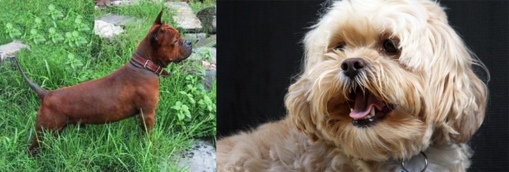 Lhasapoo vs Chinese Chongqing Dog - Breed Comparison