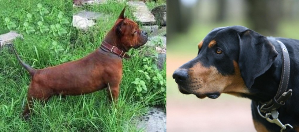 Lithuanian Hound vs Chinese Chongqing Dog - Breed Comparison