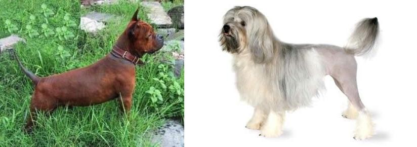 Lowchen vs Chinese Chongqing Dog - Breed Comparison