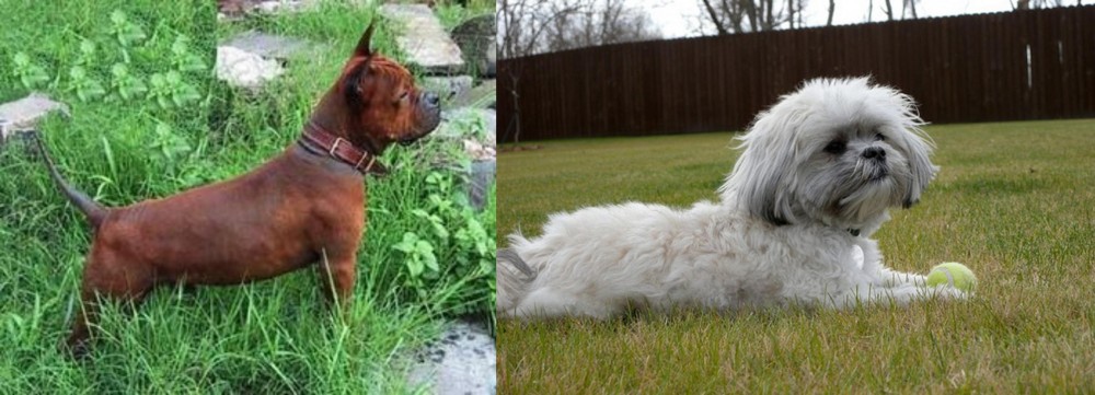 Mal-Shi vs Chinese Chongqing Dog - Breed Comparison