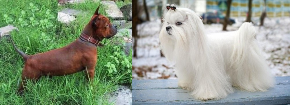 Maltese vs Chinese Chongqing Dog - Breed Comparison