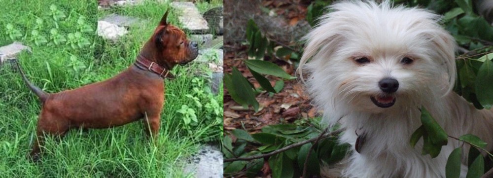 Malti-Pom vs Chinese Chongqing Dog - Breed Comparison