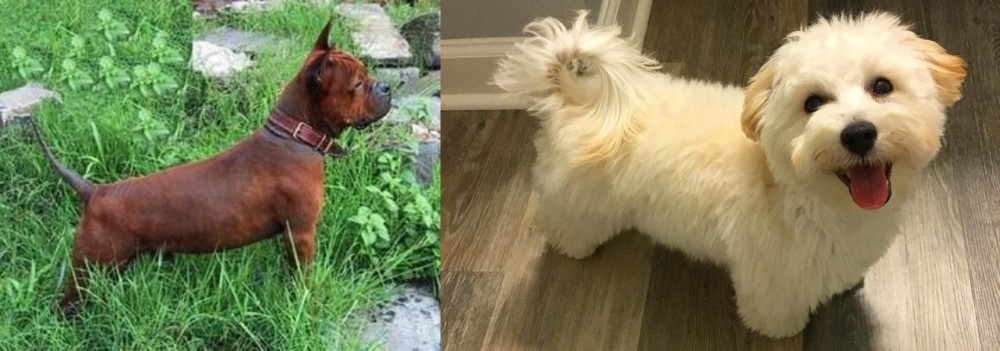 Maltipoo vs Chinese Chongqing Dog - Breed Comparison