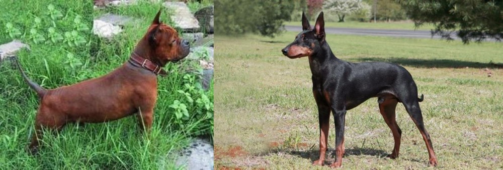 Manchester Terrier vs Chinese Chongqing Dog - Breed Comparison
