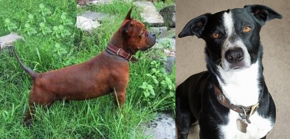 McNab vs Chinese Chongqing Dog - Breed Comparison