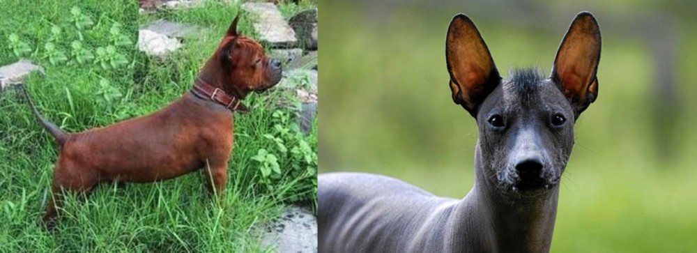 Mexican Hairless vs Chinese Chongqing Dog - Breed Comparison