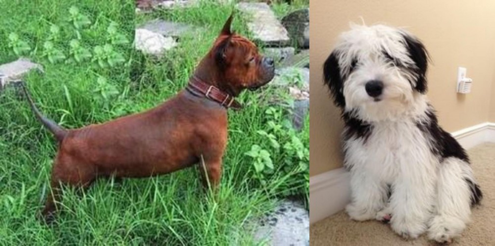 Mini Sheepadoodles vs Chinese Chongqing Dog - Breed Comparison