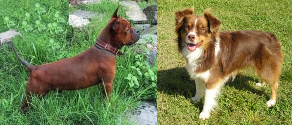 Miniature Australian Shepherd vs Chinese Chongqing Dog - Breed Comparison