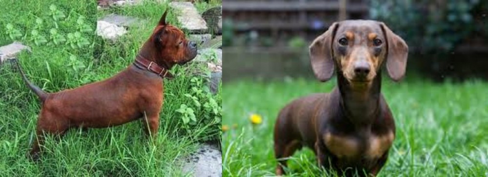 Miniature Dachshund vs Chinese Chongqing Dog - Breed Comparison