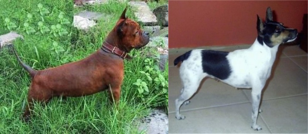 Miniature Fox Terrier vs Chinese Chongqing Dog - Breed Comparison