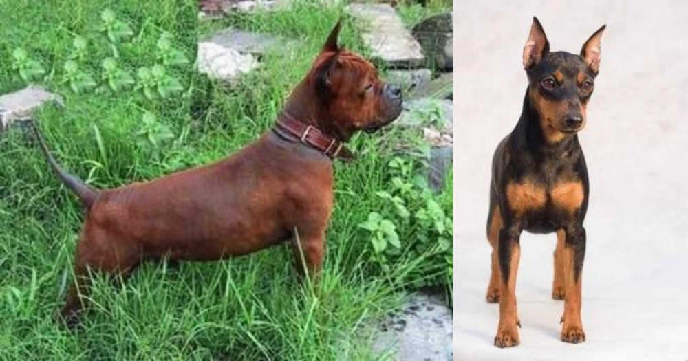 Miniature Pinscher vs Chinese Chongqing Dog - Breed Comparison