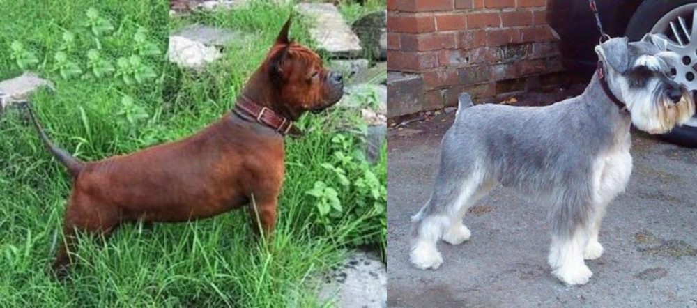 Miniature Schnauzer vs Chinese Chongqing Dog - Breed Comparison