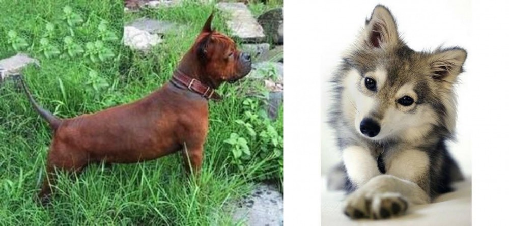 Miniature Siberian Husky vs Chinese Chongqing Dog - Breed Comparison