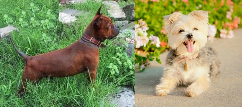 Morkie vs Chinese Chongqing Dog - Breed Comparison