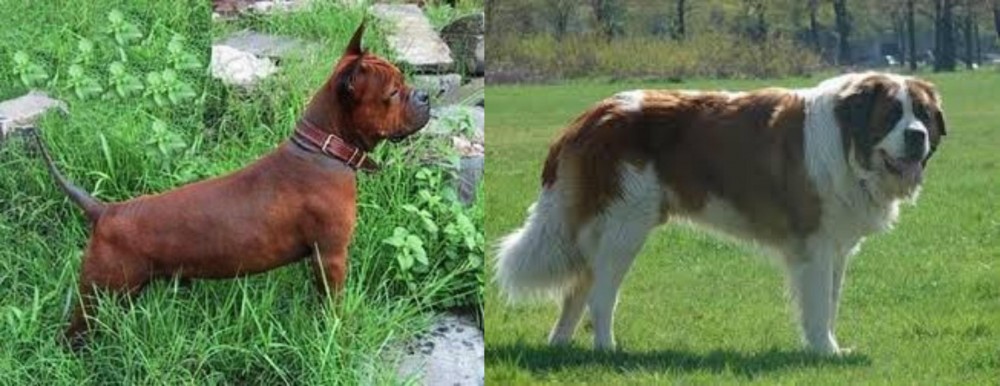 Moscow Watchdog vs Chinese Chongqing Dog - Breed Comparison
