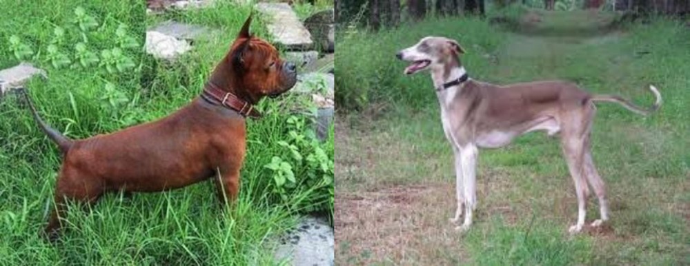 Mudhol Hound vs Chinese Chongqing Dog - Breed Comparison