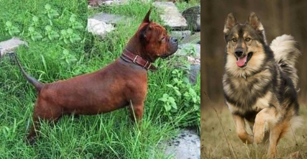 Native American Indian Dog vs Chinese Chongqing Dog - Breed Comparison