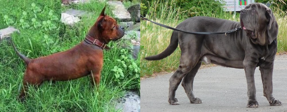 Neapolitan Mastiff vs Chinese Chongqing Dog - Breed Comparison