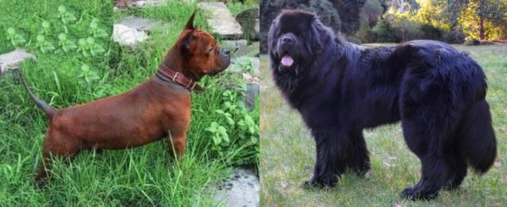 Newfoundland Dog vs Chinese Chongqing Dog - Breed Comparison