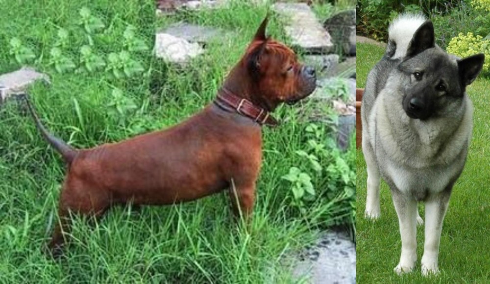 Norwegian Elkhound vs Chinese Chongqing Dog - Breed Comparison