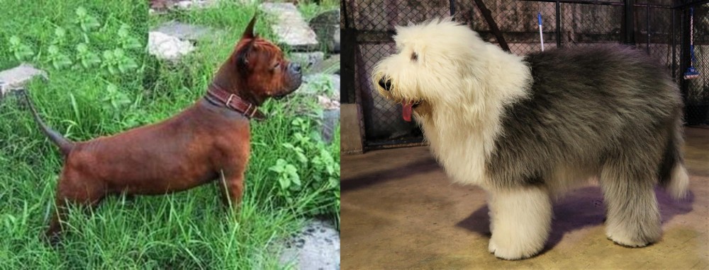 Old English Sheepdog vs Chinese Chongqing Dog - Breed Comparison