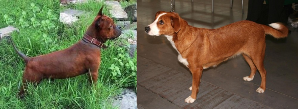 Osterreichischer Kurzhaariger Pinscher vs Chinese Chongqing Dog - Breed Comparison