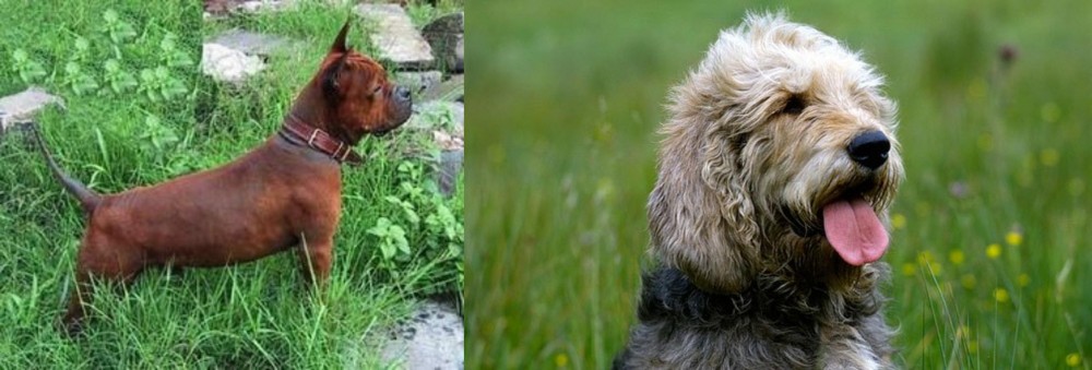 Otterhound vs Chinese Chongqing Dog - Breed Comparison