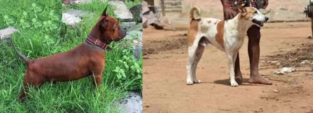 Pandikona vs Chinese Chongqing Dog - Breed Comparison