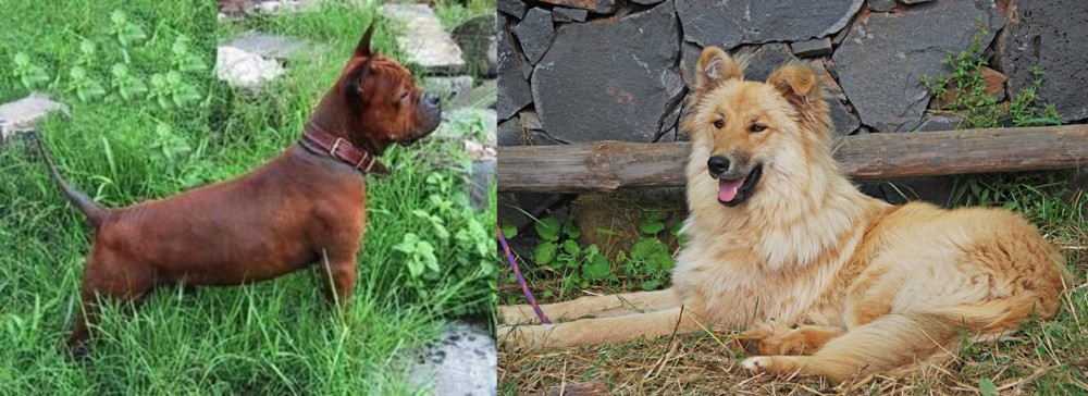 Pastor Garafiano vs Chinese Chongqing Dog - Breed Comparison