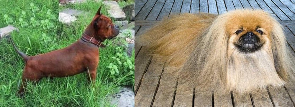 Pekingese vs Chinese Chongqing Dog - Breed Comparison