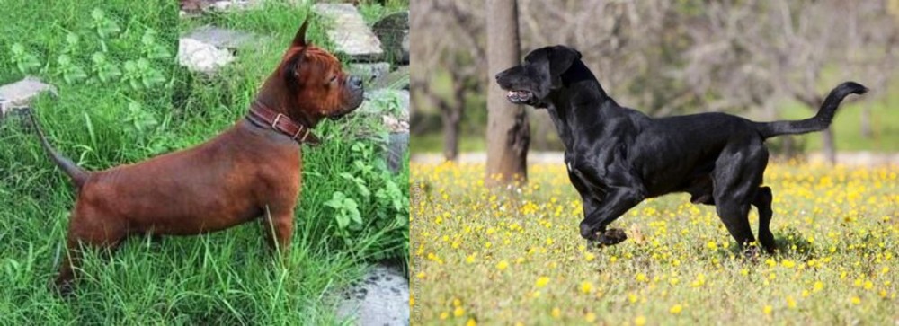 Perro de Pastor Mallorquin vs Chinese Chongqing Dog - Breed Comparison