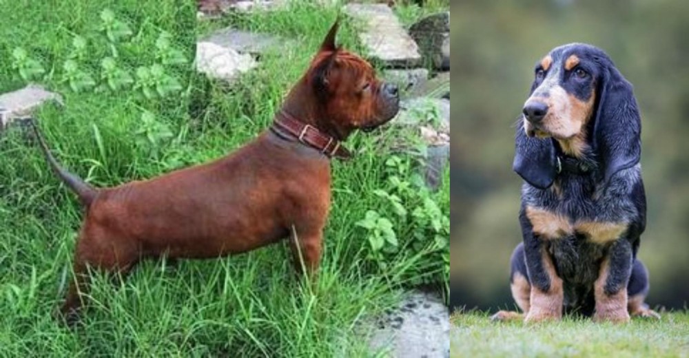 Petit Bleu de Gascogne vs Chinese Chongqing Dog - Breed Comparison