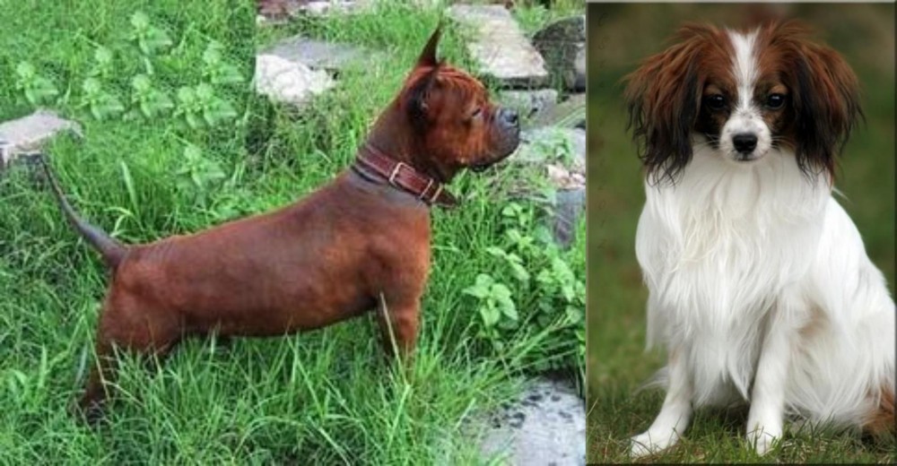 Phalene vs Chinese Chongqing Dog - Breed Comparison