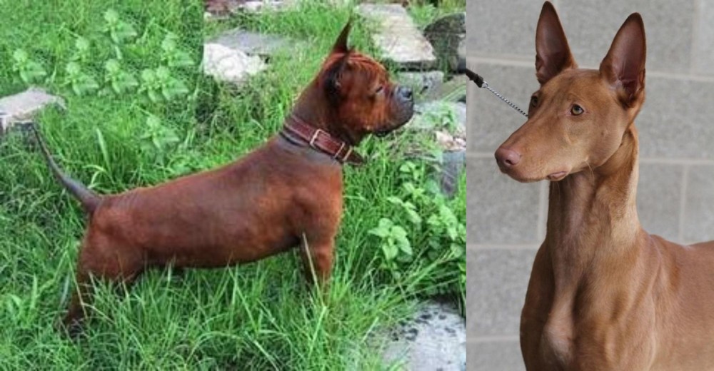Pharaoh Hound vs Chinese Chongqing Dog - Breed Comparison