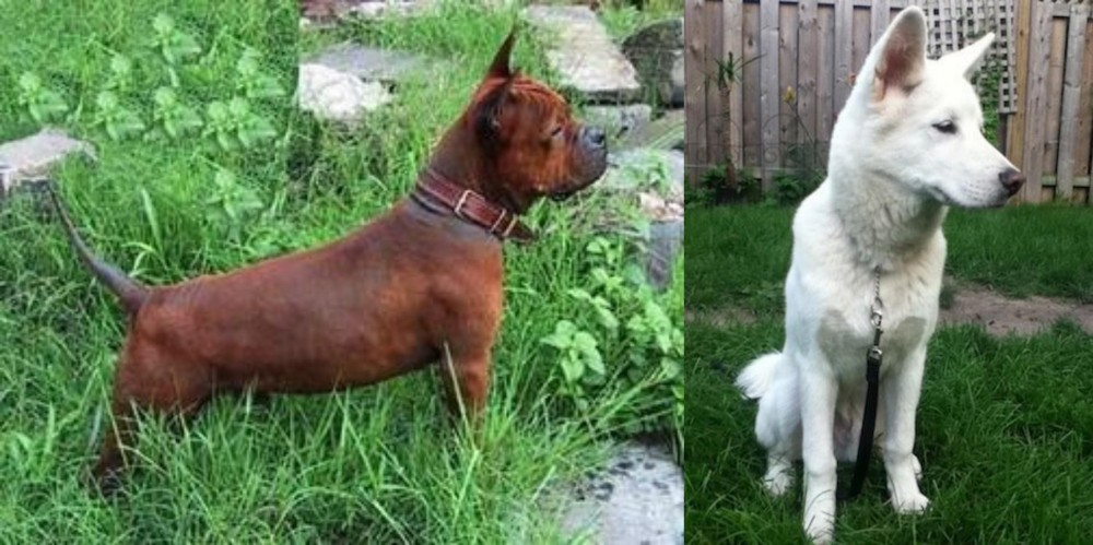 Phung San vs Chinese Chongqing Dog - Breed Comparison