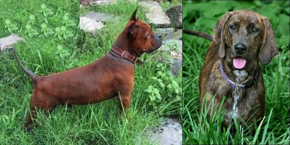 Plott Hound vs Chinese Chongqing Dog - Breed Comparison