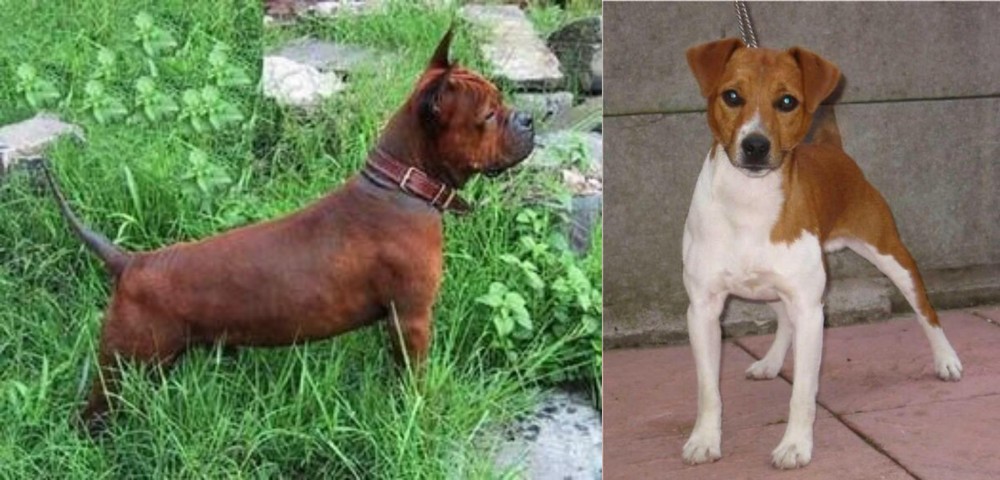Plummer Terrier vs Chinese Chongqing Dog - Breed Comparison