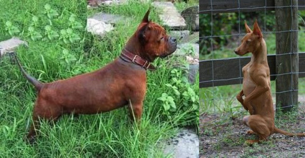 Podenco Andaluz vs Chinese Chongqing Dog - Breed Comparison