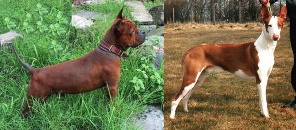 Podenco Canario vs Chinese Chongqing Dog - Breed Comparison