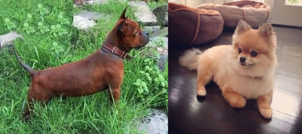 Pomeranian vs Chinese Chongqing Dog - Breed Comparison